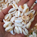 صدف طبیعی مناسب برای ساخت زیورآلات