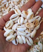 صدف طبیعی مناسب برای ساخت زیورآلات